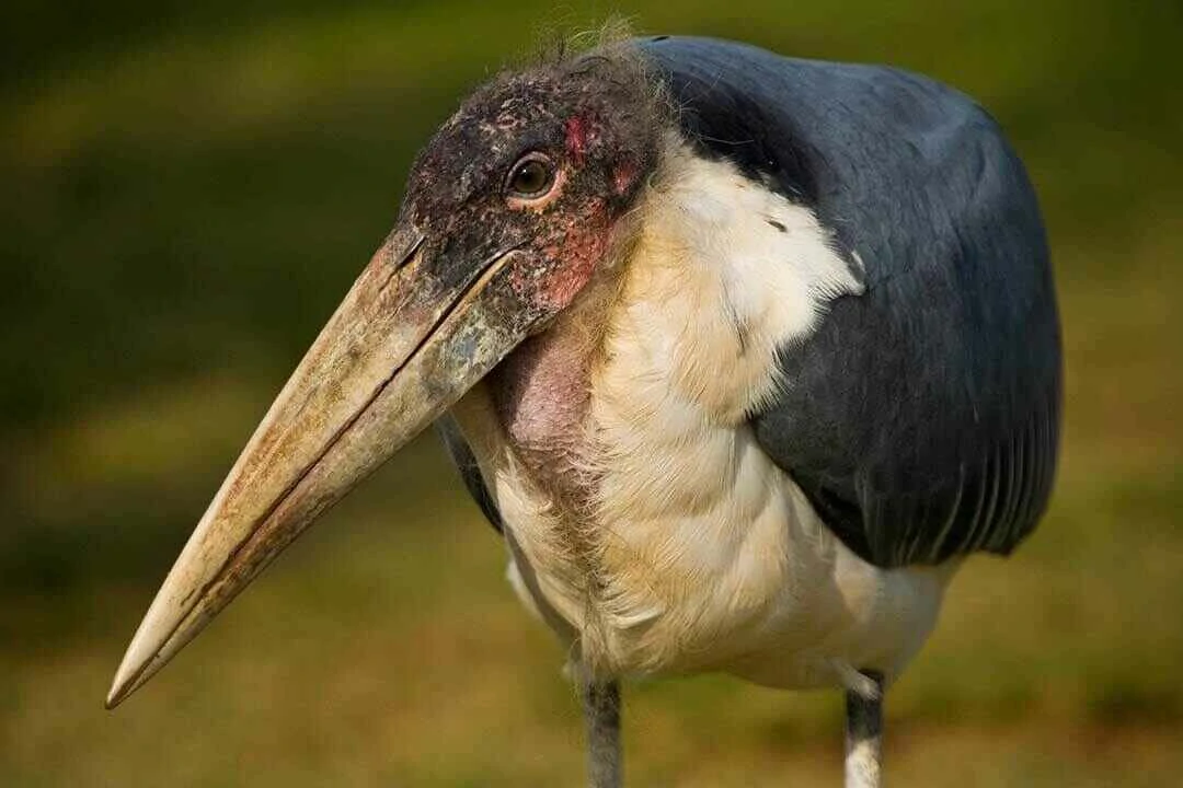 Marabou stork Full